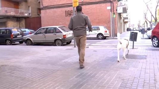 Com passejar un gos correctament